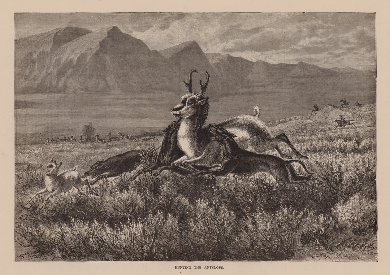 Hunting the Antelope by English School