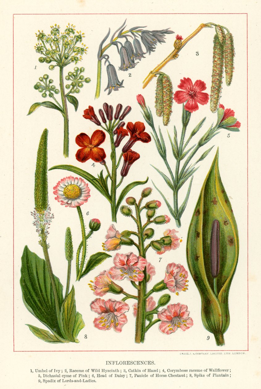 Inflorescences by English School