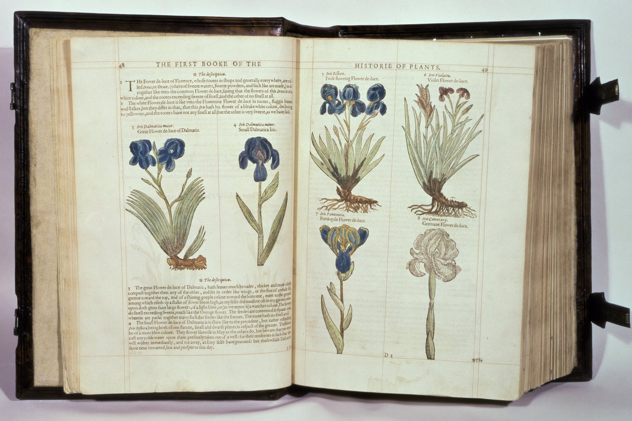 Iris (Flowers de-luce), Six Varieties from 