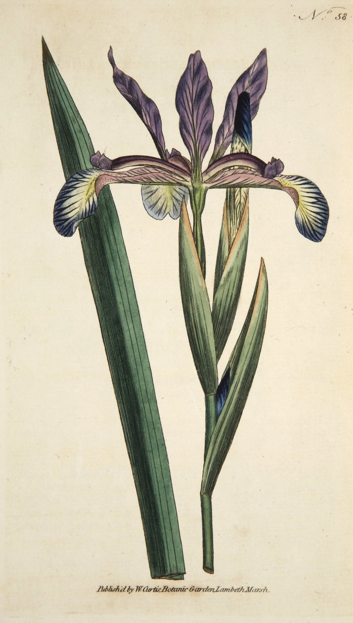 Iris Spuria (Spurios Iris), from The Botanical Magazine or Flower Garden Displayed, pub. 1790 by English School