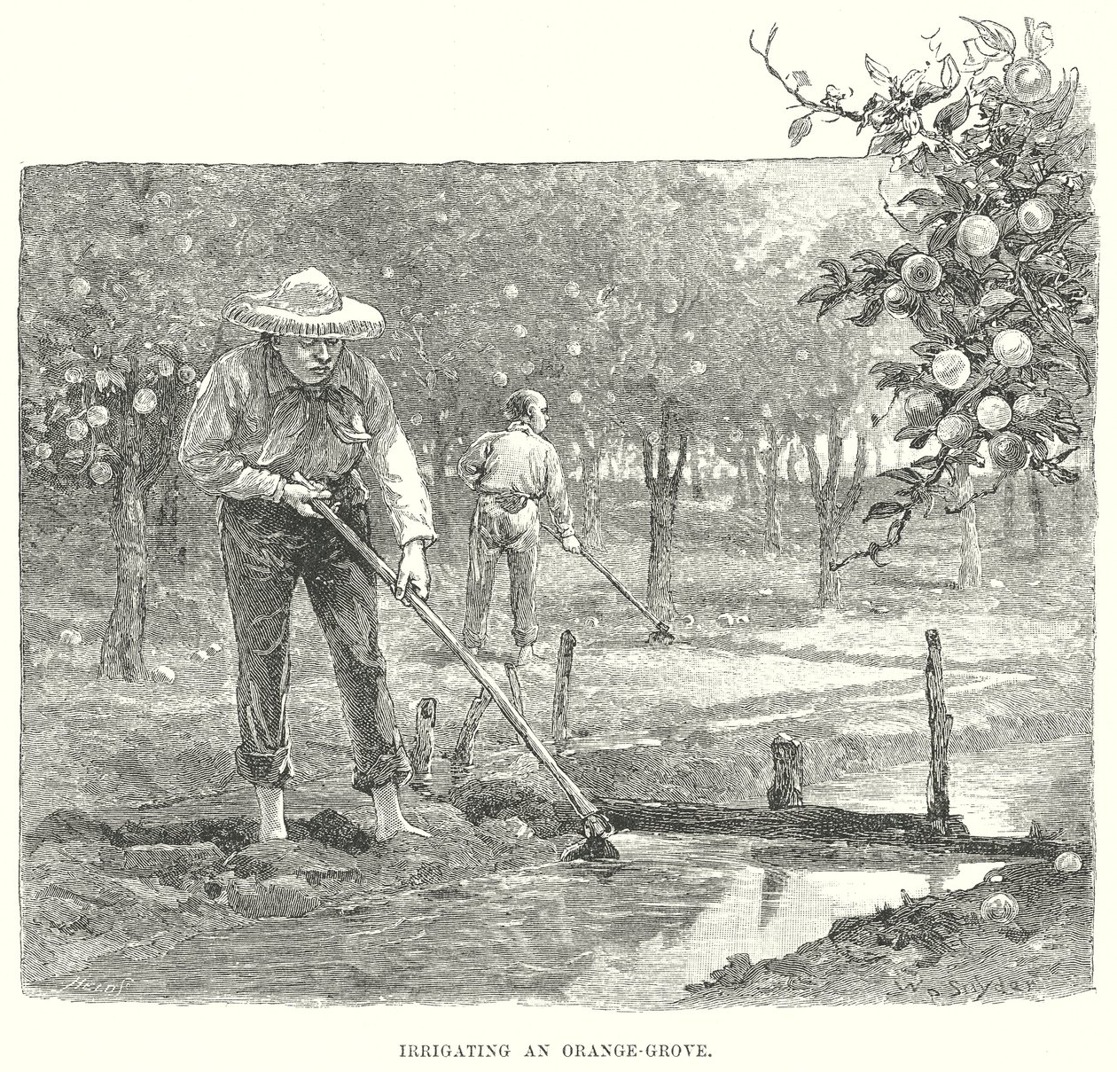 Irrigating an Orange Grove by English School