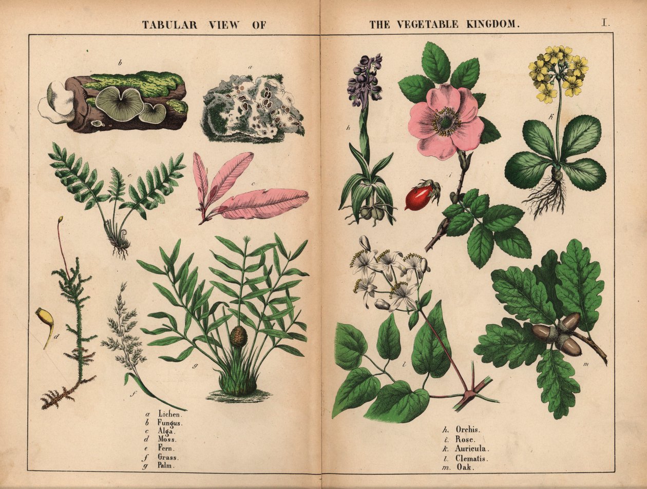 Lichen, Fungus, Alga, Moss, Fern, Grass, Palm, Orchis, Rose, Auricula, Clematis, and Oak, from 