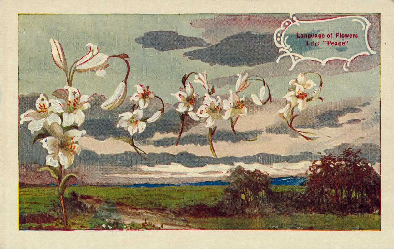 Lily means peace in the language of flowers by English School