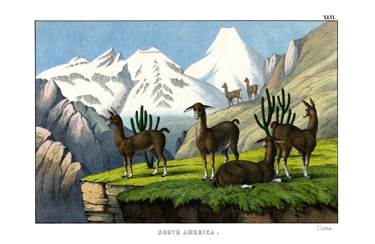 Llama by English School