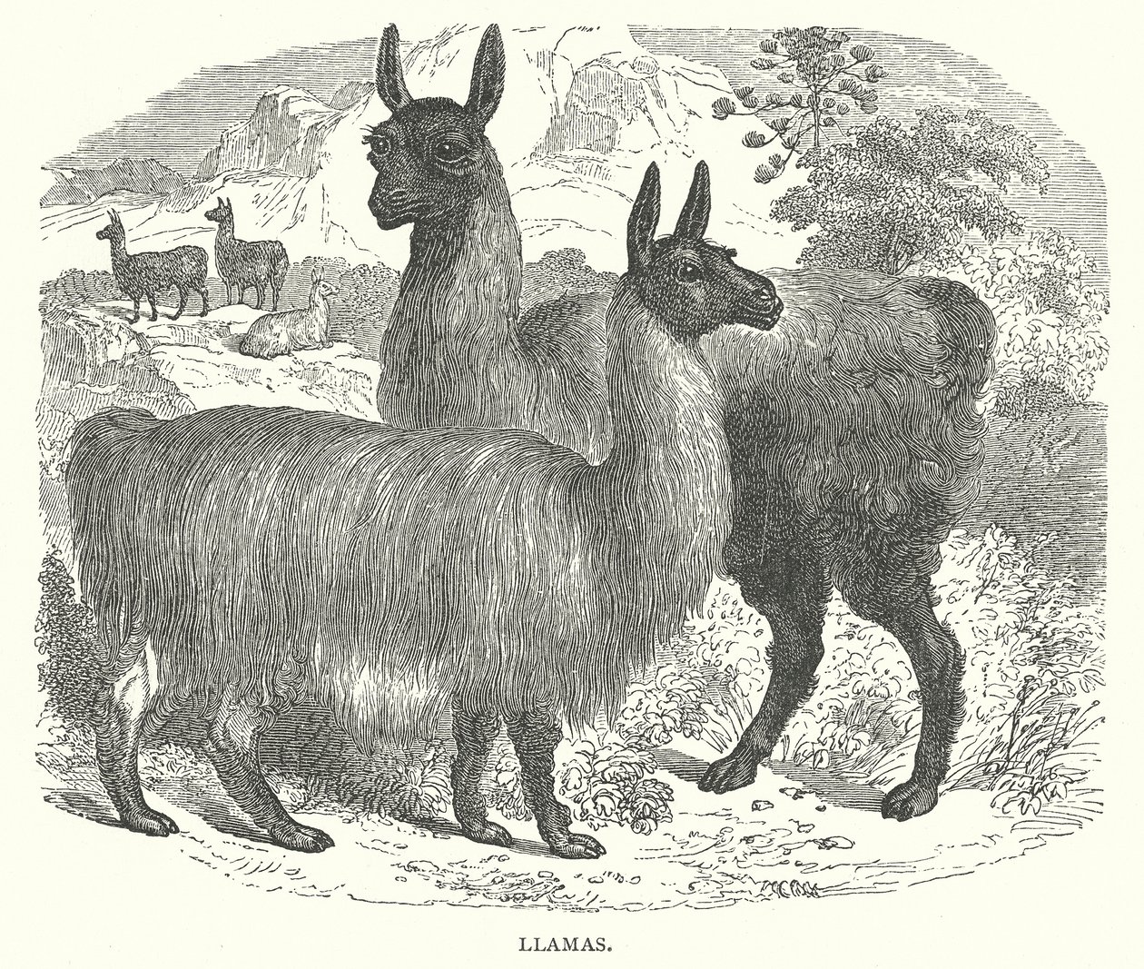 Llamas by English School