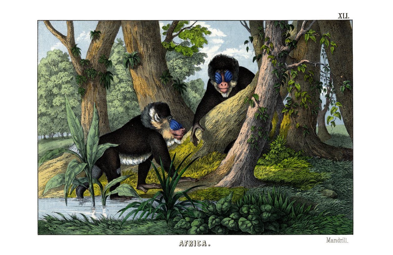 Mandrill by English School