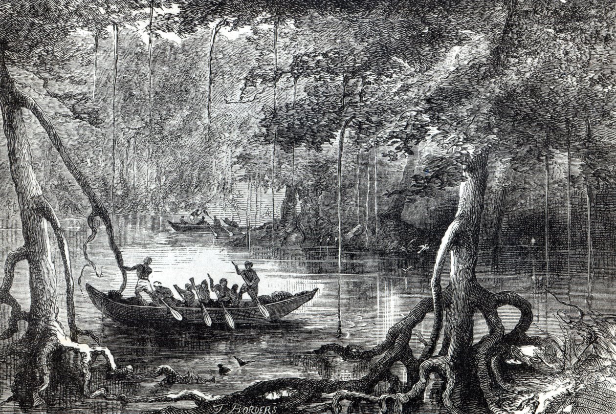 Mangrove Forest, frontispiece illustration from 