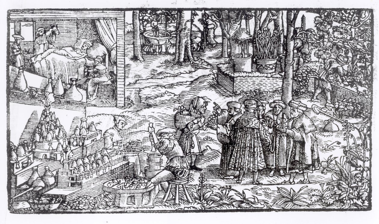 Medical Herb Cultivation, 1531 by English School