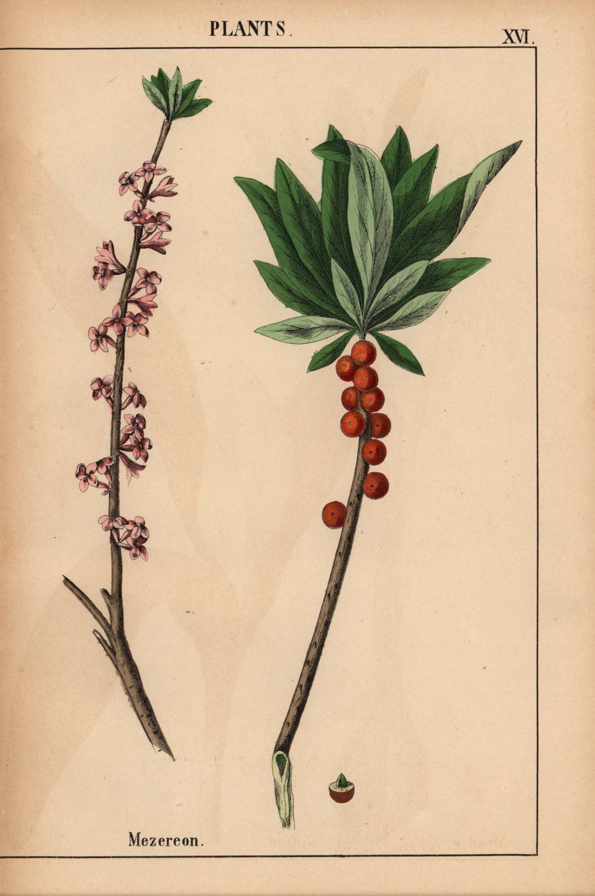 Mezereon with red berries and pink flowers, from 