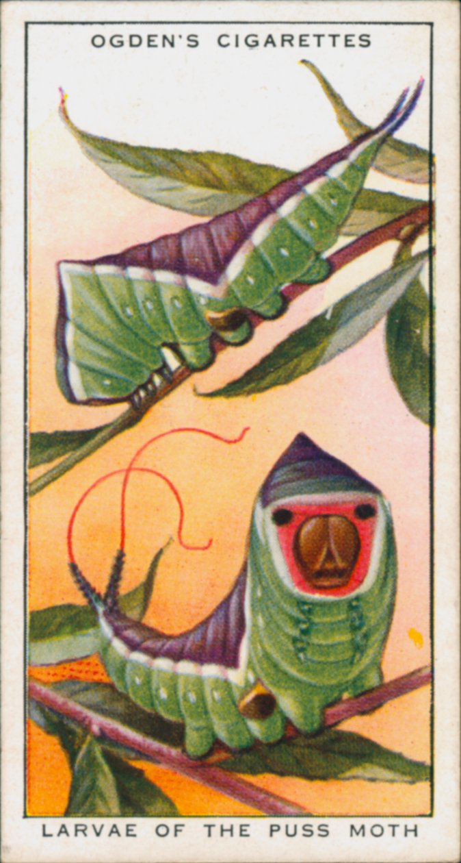 Mimicry for Protection, Insects, Larvae of the Puss Moth by English School