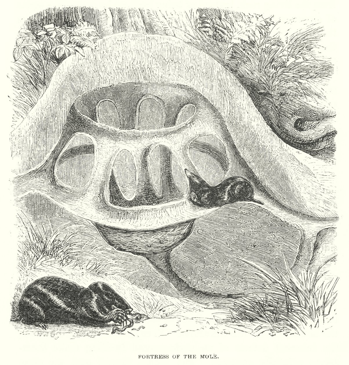 Mole Hill by English School