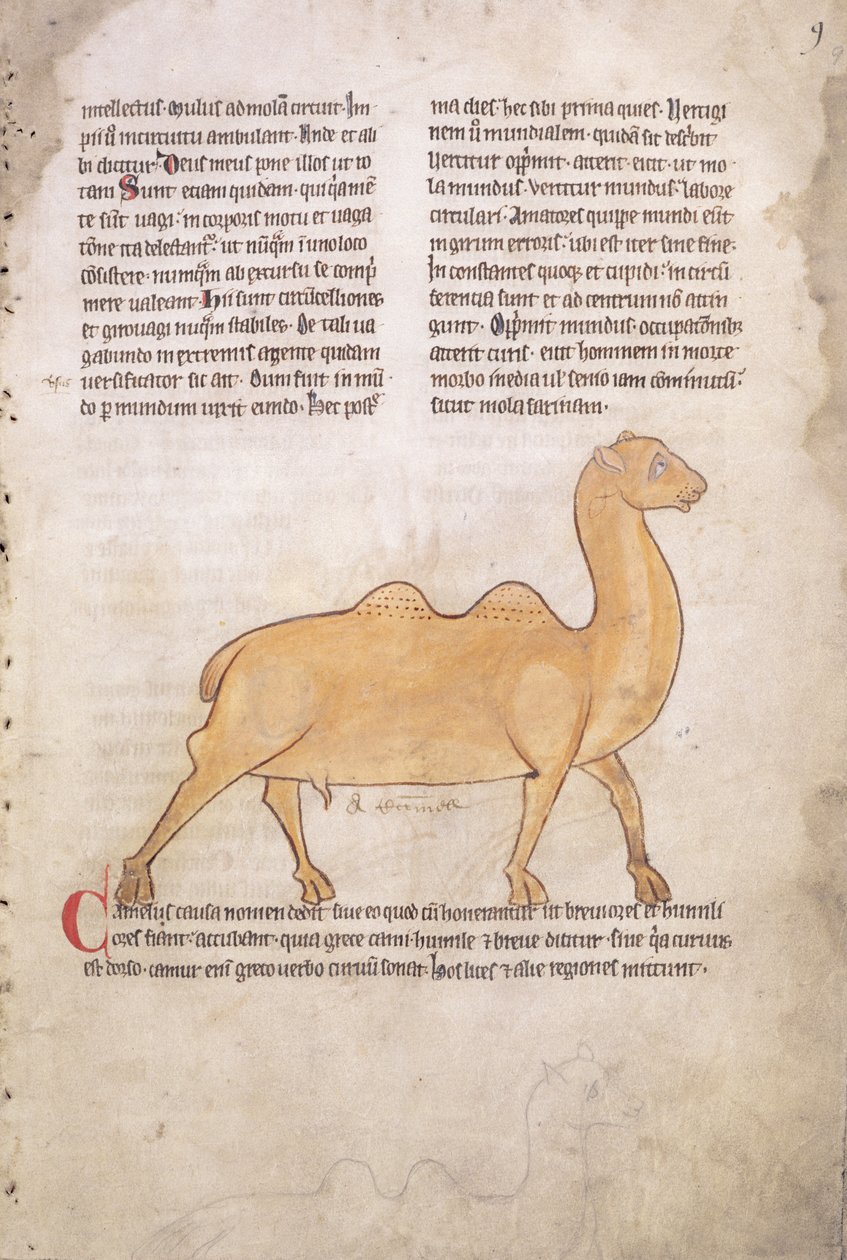 Camel from a Bestiary in Latin, English, Early 13th Century by English School