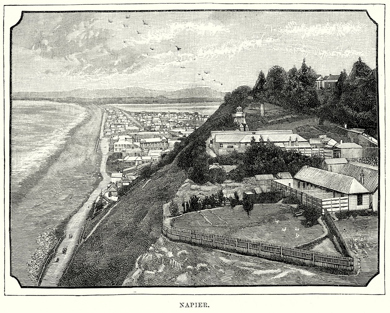 Napier by English School