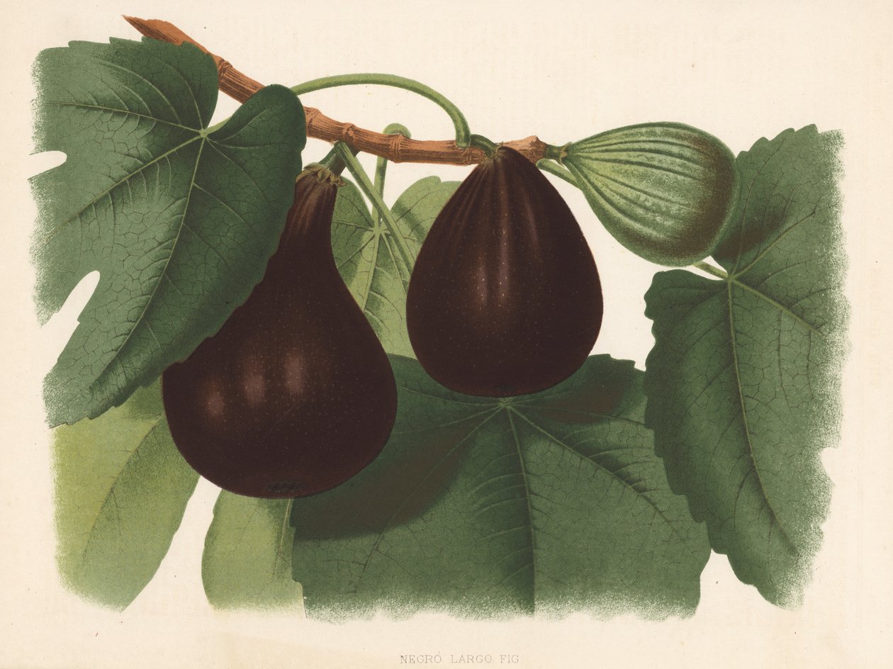 Negro Large Fig by English School