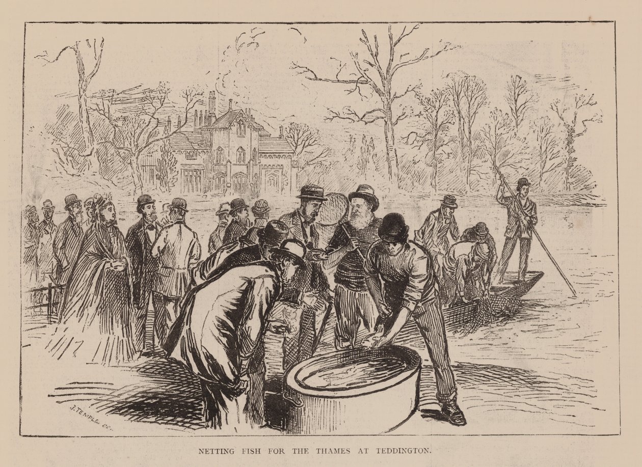 Netting Fish for the Thames at Teddington by English School