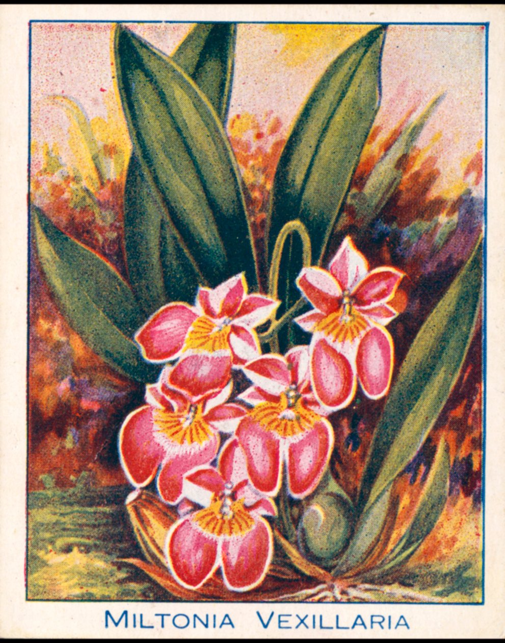 Orchids: Miltonia Vexillaria by English School