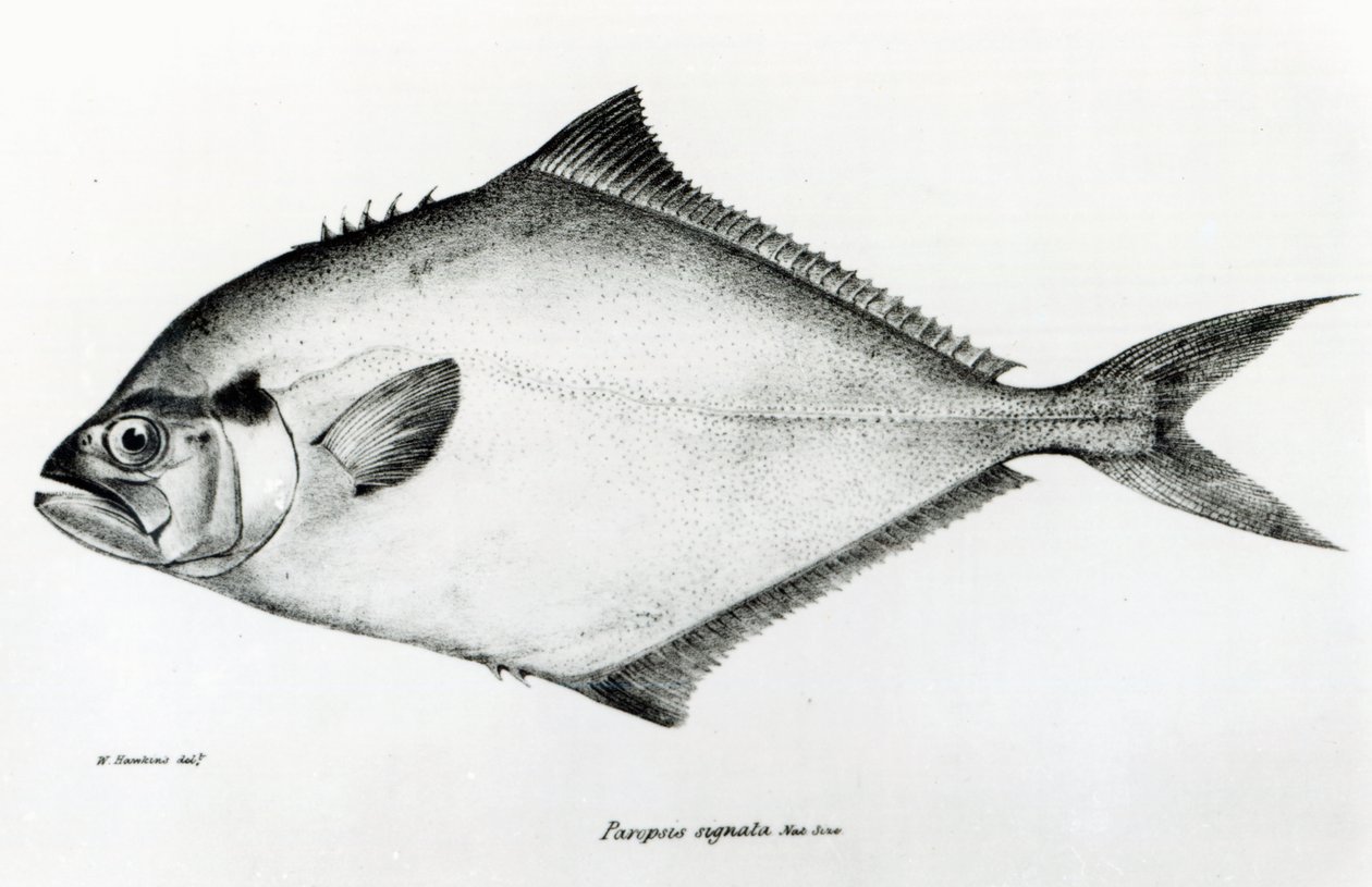 Paropsis Signata, Plate 13 from 