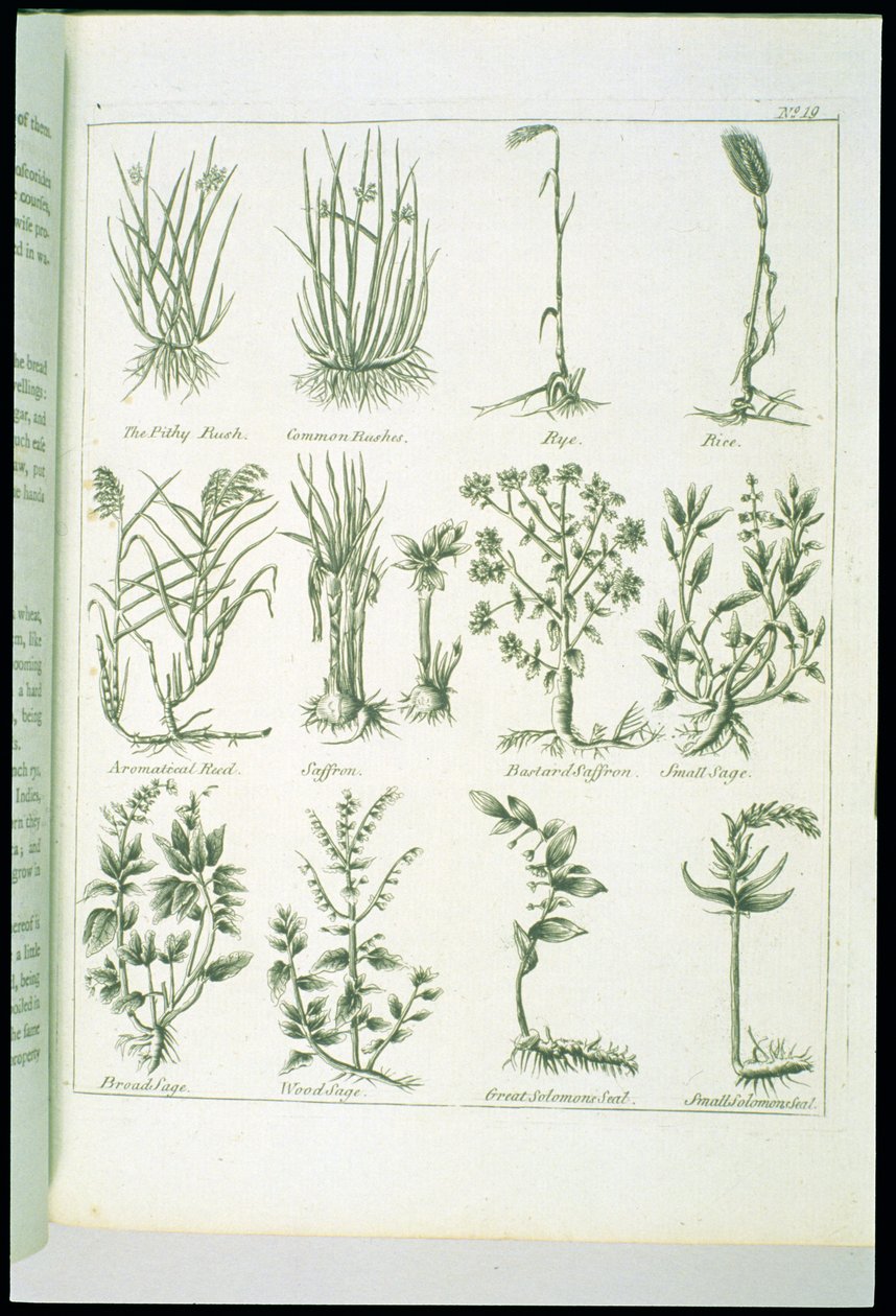 Plants from Culpeper