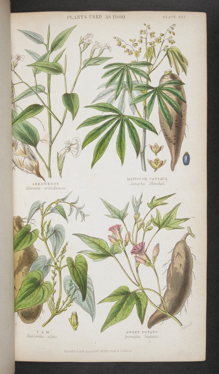 Plants Used as Food, from 