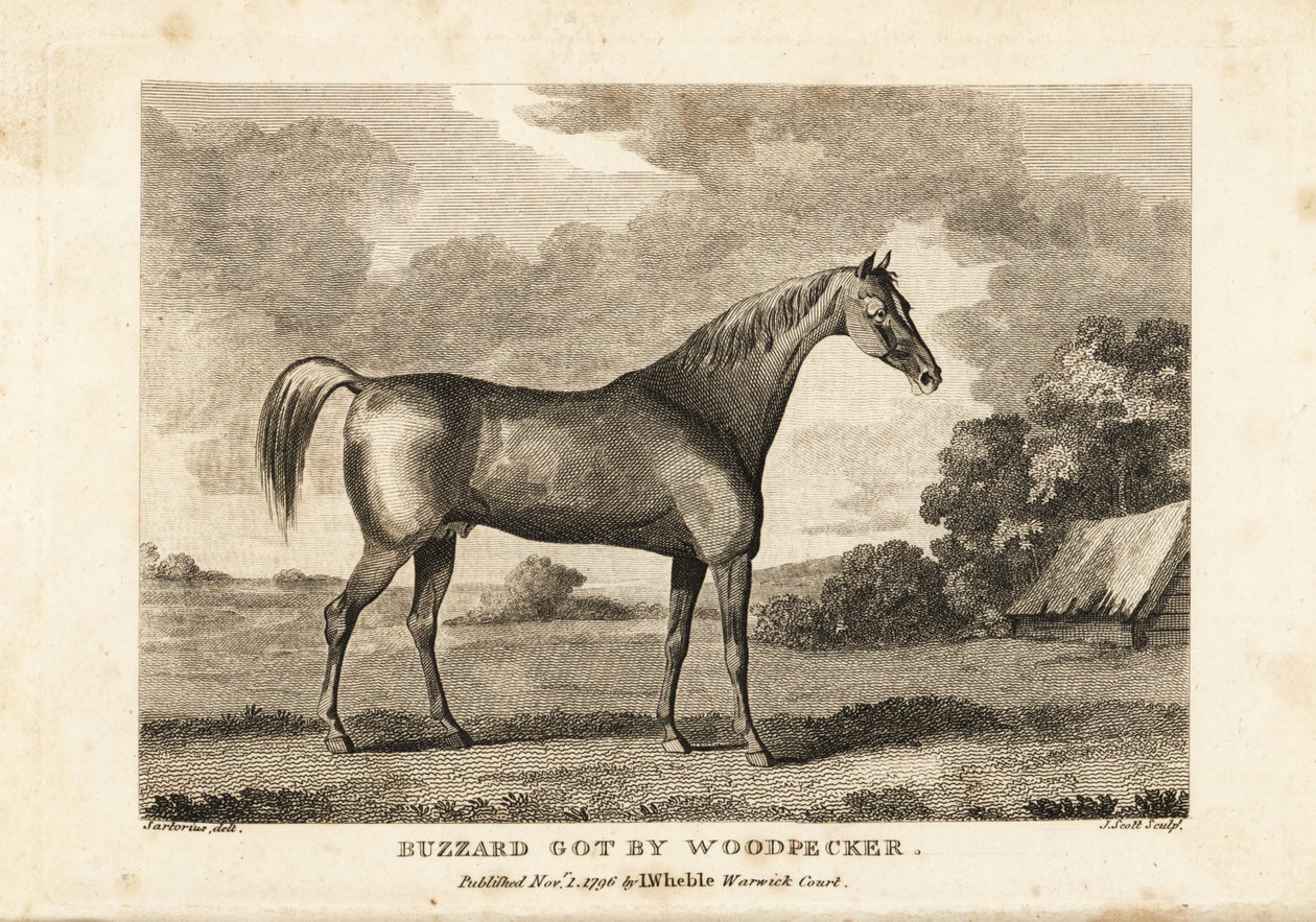 Portrait of the champion racehorse Buzzard by English School