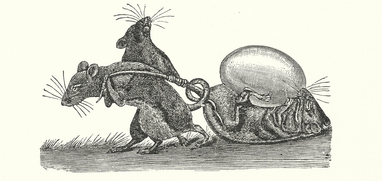 Rats Carrying Home an Egg by English School