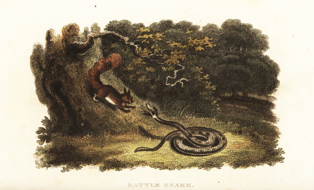 Rattlesnake charming a squirrel down from a tree by English School