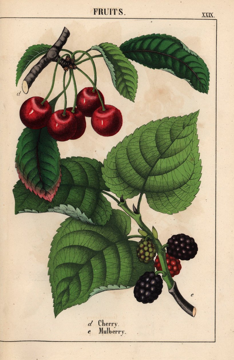 Red Cherries and Mulberry Fruit, from 