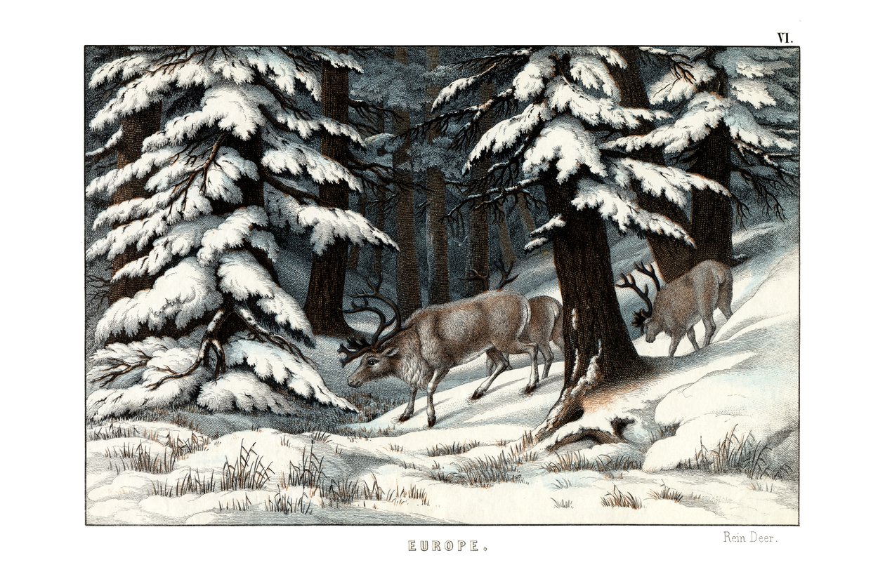 Reindeer by English School