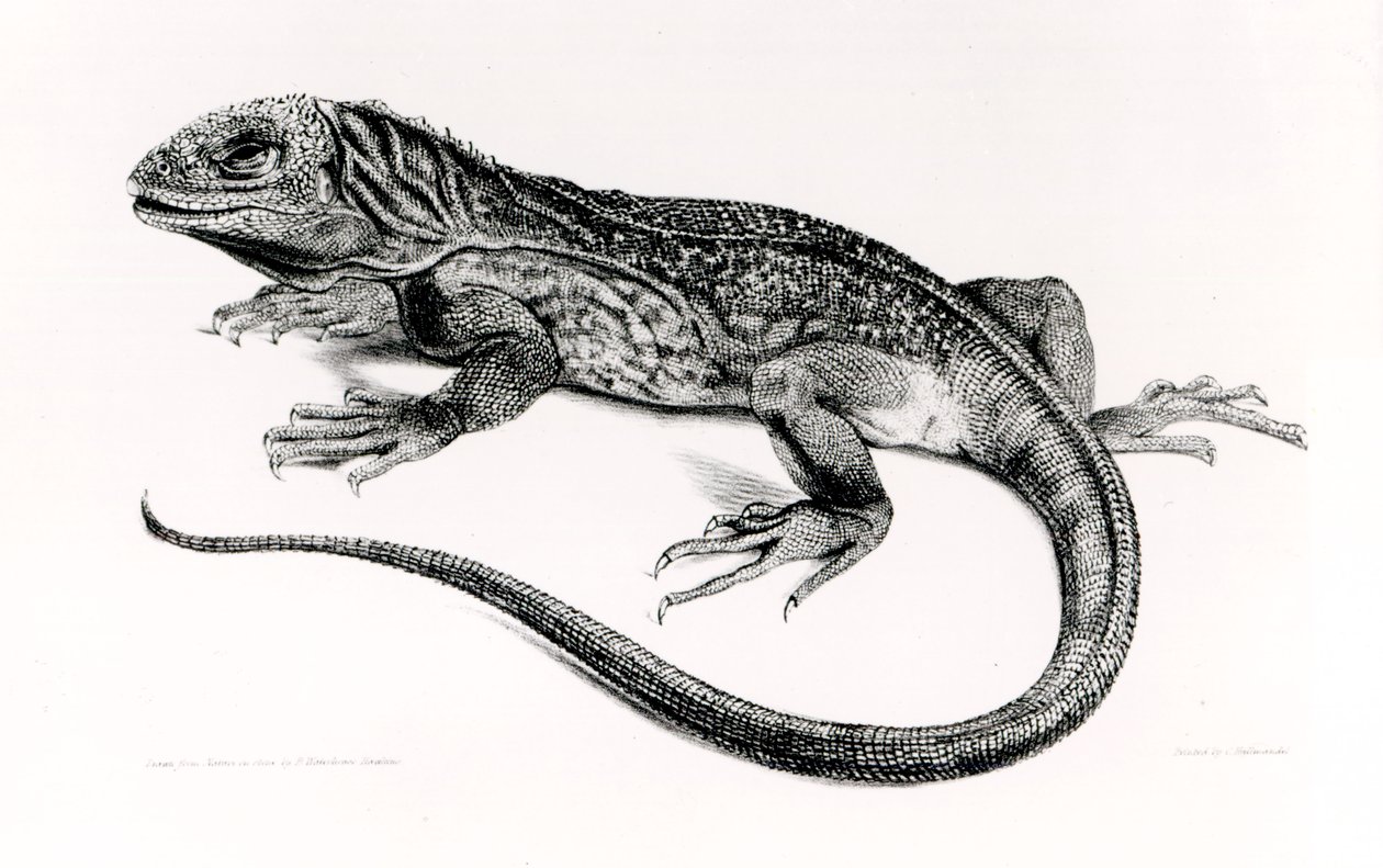 Reptile, Illustration from 