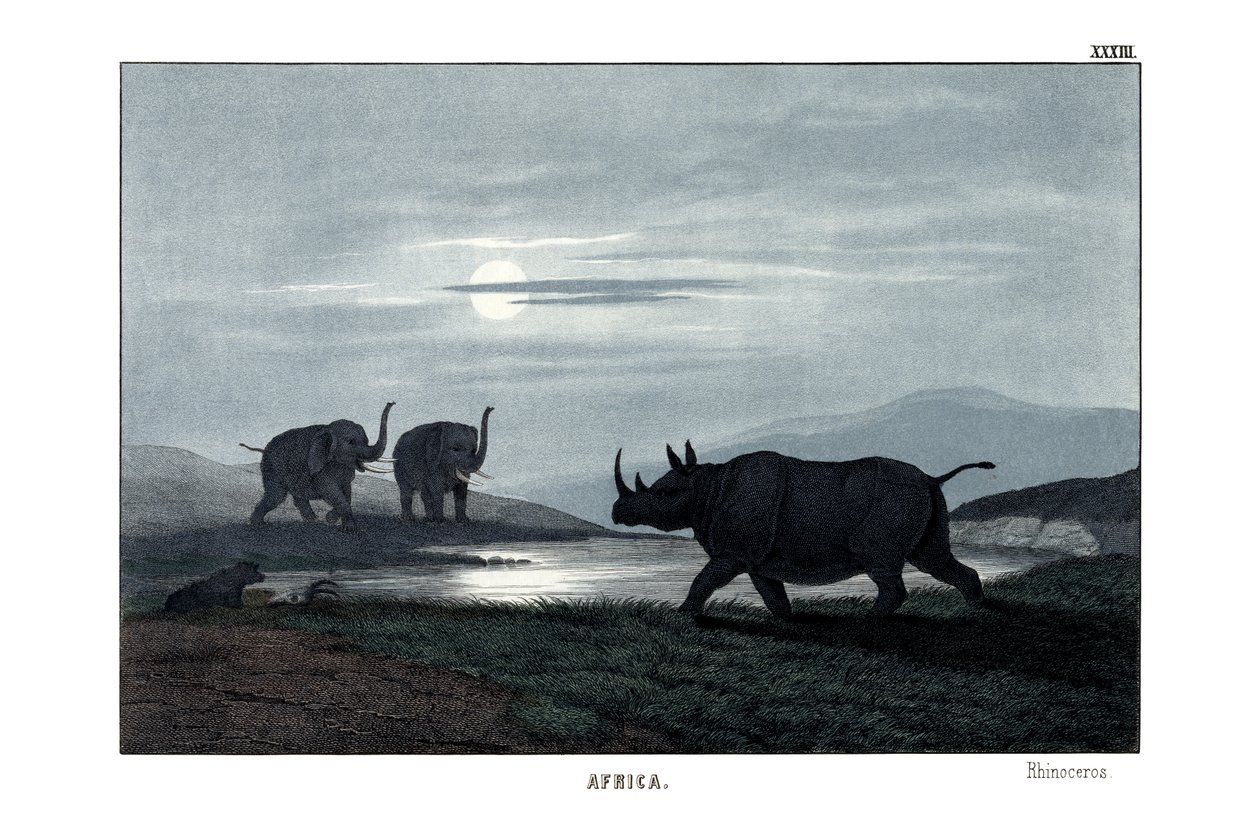 Rhinoceros by English School