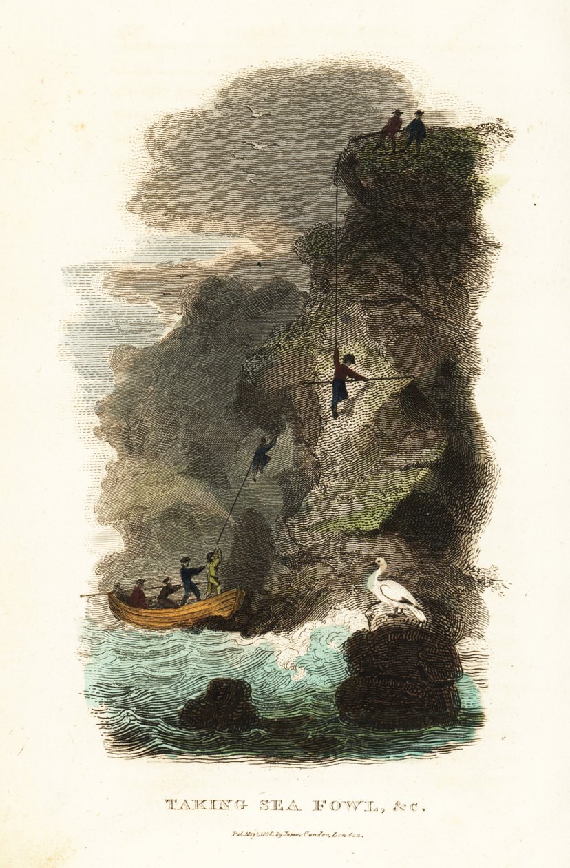 Rock-fowlers hunting for skua gull birds and eggs on the Faroe Islands by English School