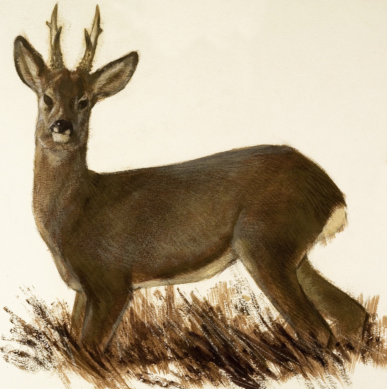 Roe Deer by English School