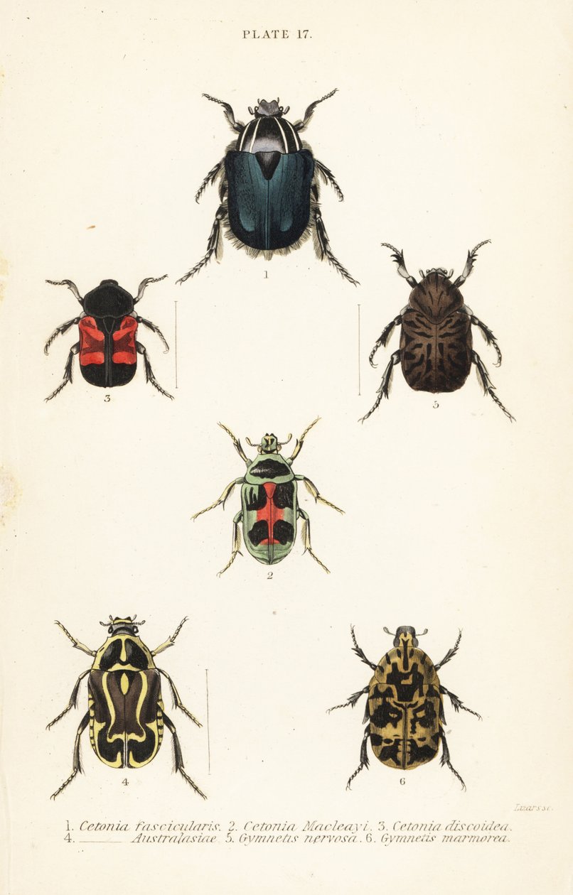 Rose chafer beetles and fiddler beetle by English School