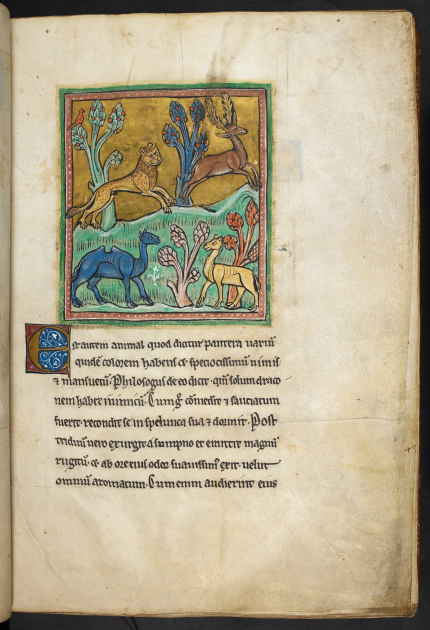 A leopard chasing a stag, with a camel and another animal, from Bestiary, Lapidary by English School