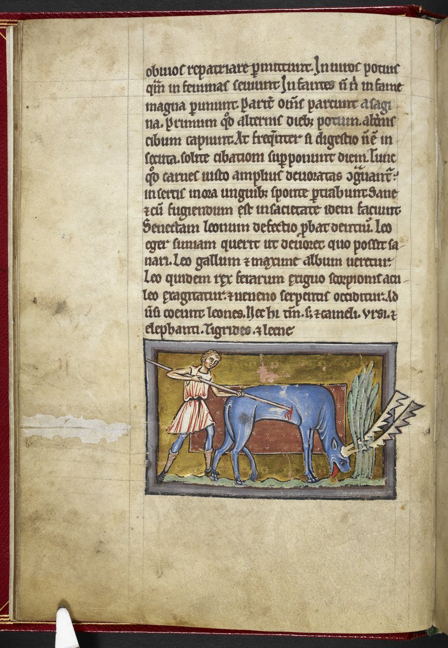 Antelope, from 