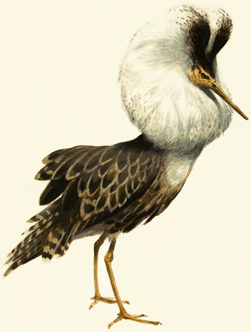 Ruff by English School