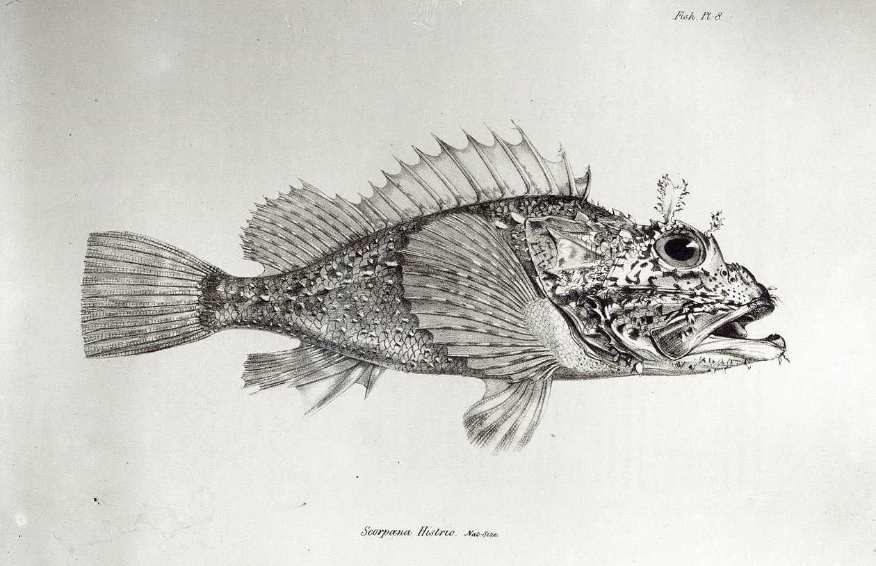 Scorpion Fish, plate 8 from 