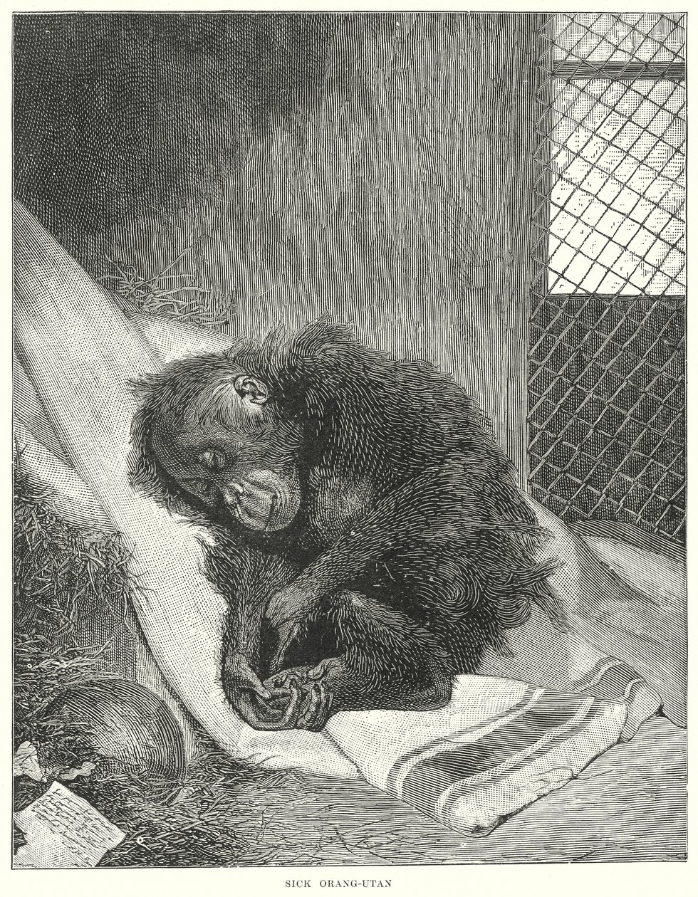 Sick Orangutan by English School