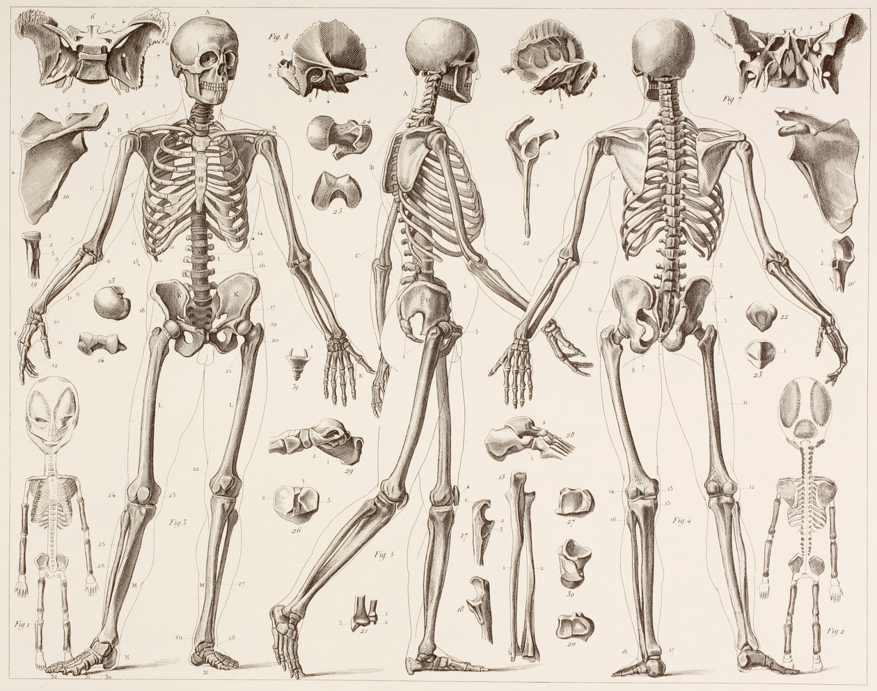 Skeleton of a fully grown human, after a 19th century print by English School