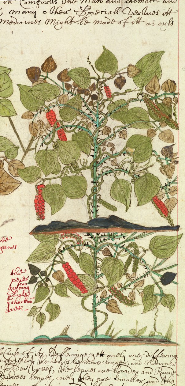 Pepper Plant from 
