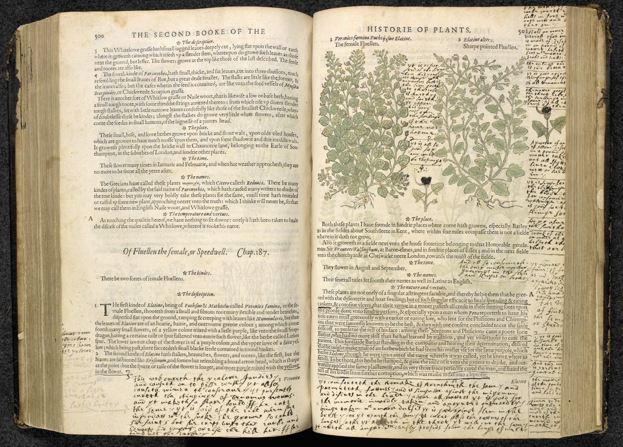 Speedwell, from 