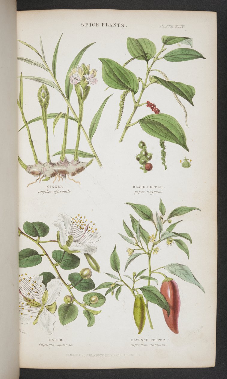 Spice Plants, from 