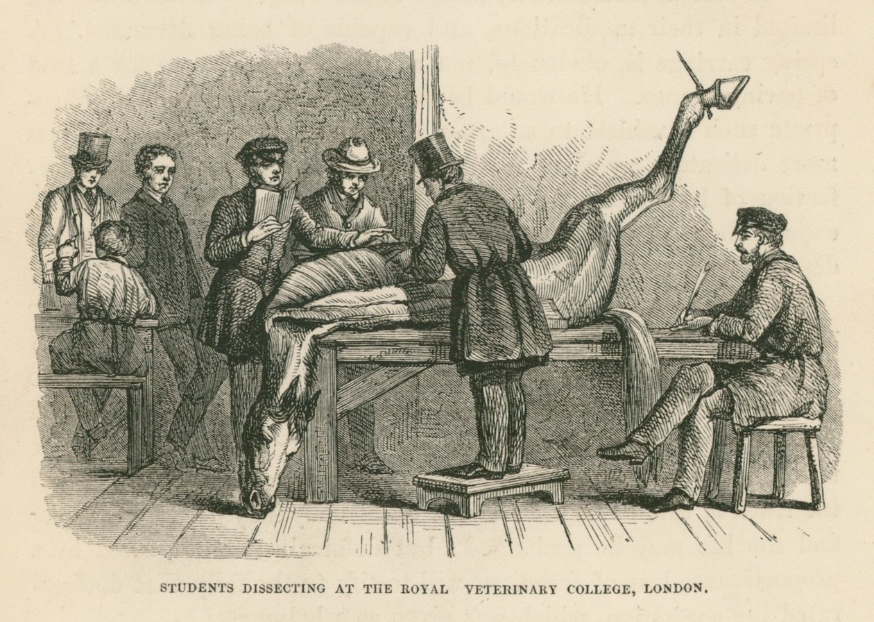 Students Dissecting at the Royal Veterinary College, London by English School