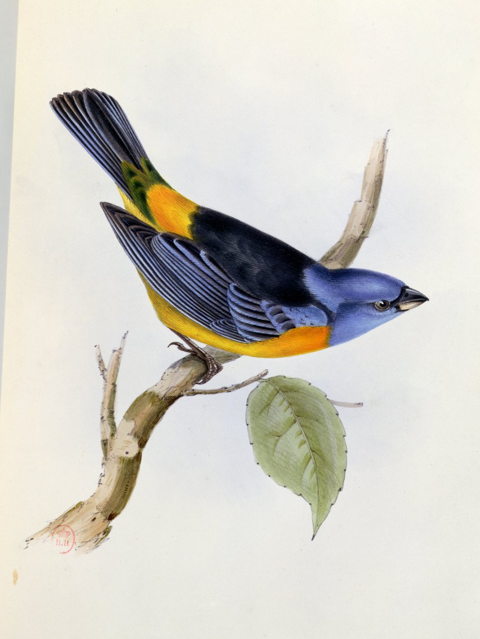 Tanagra Darwini, plate 34 from The Zoology of the Voyage of H.M.S. Beagle, 1832-36 by Charles Darwin, 1840 by English School