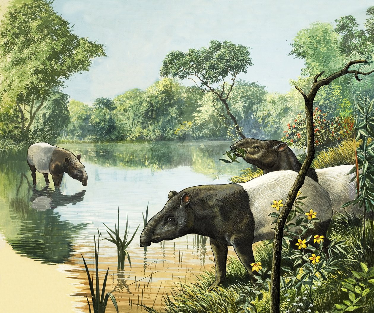 Tapirs, Illustration from Nature