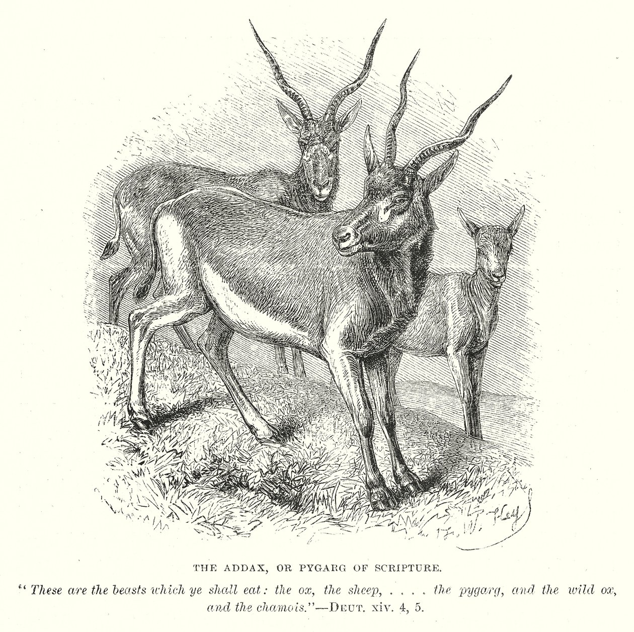The Addax, or Pygarg of Scripture by English School