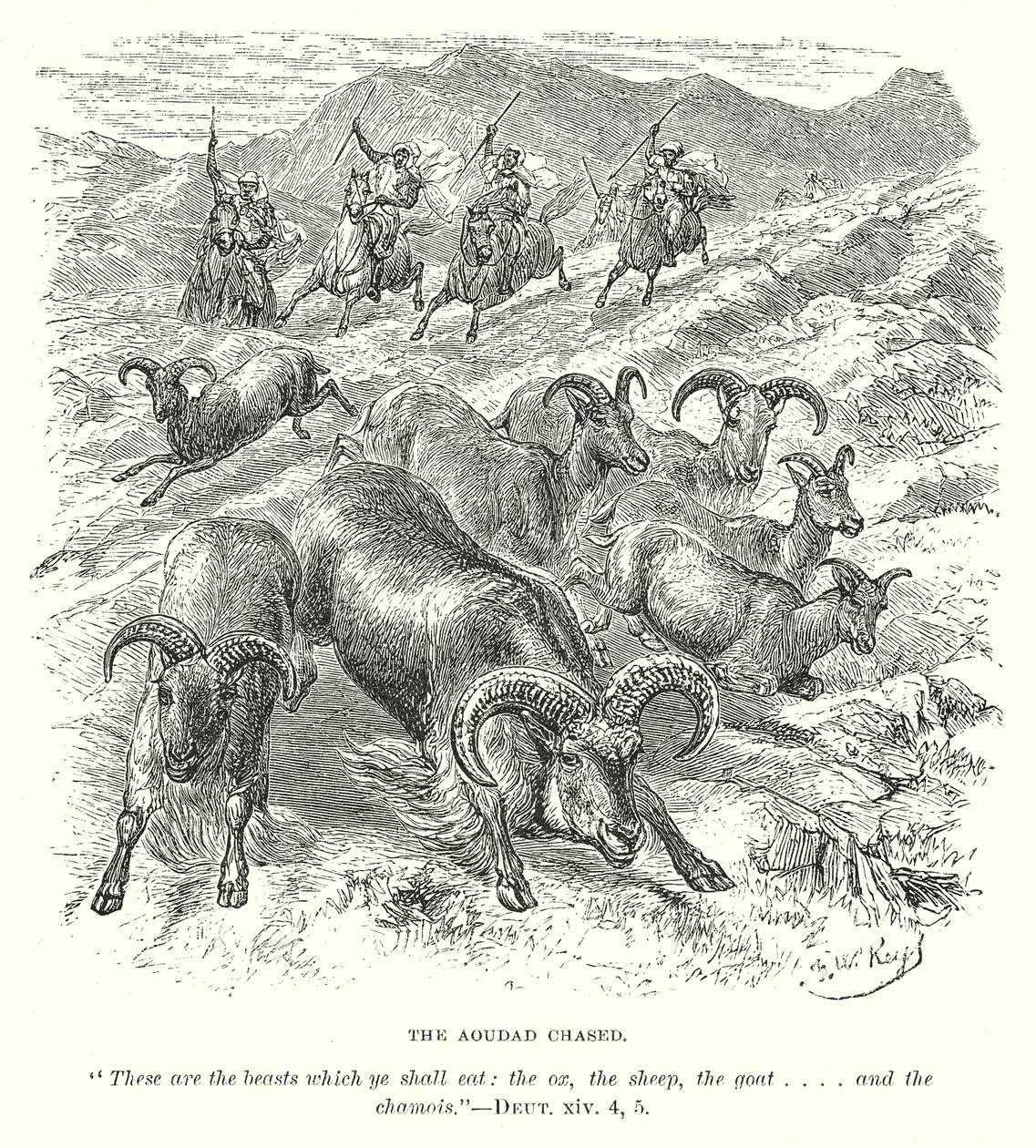 The Aoudad Chased by English School