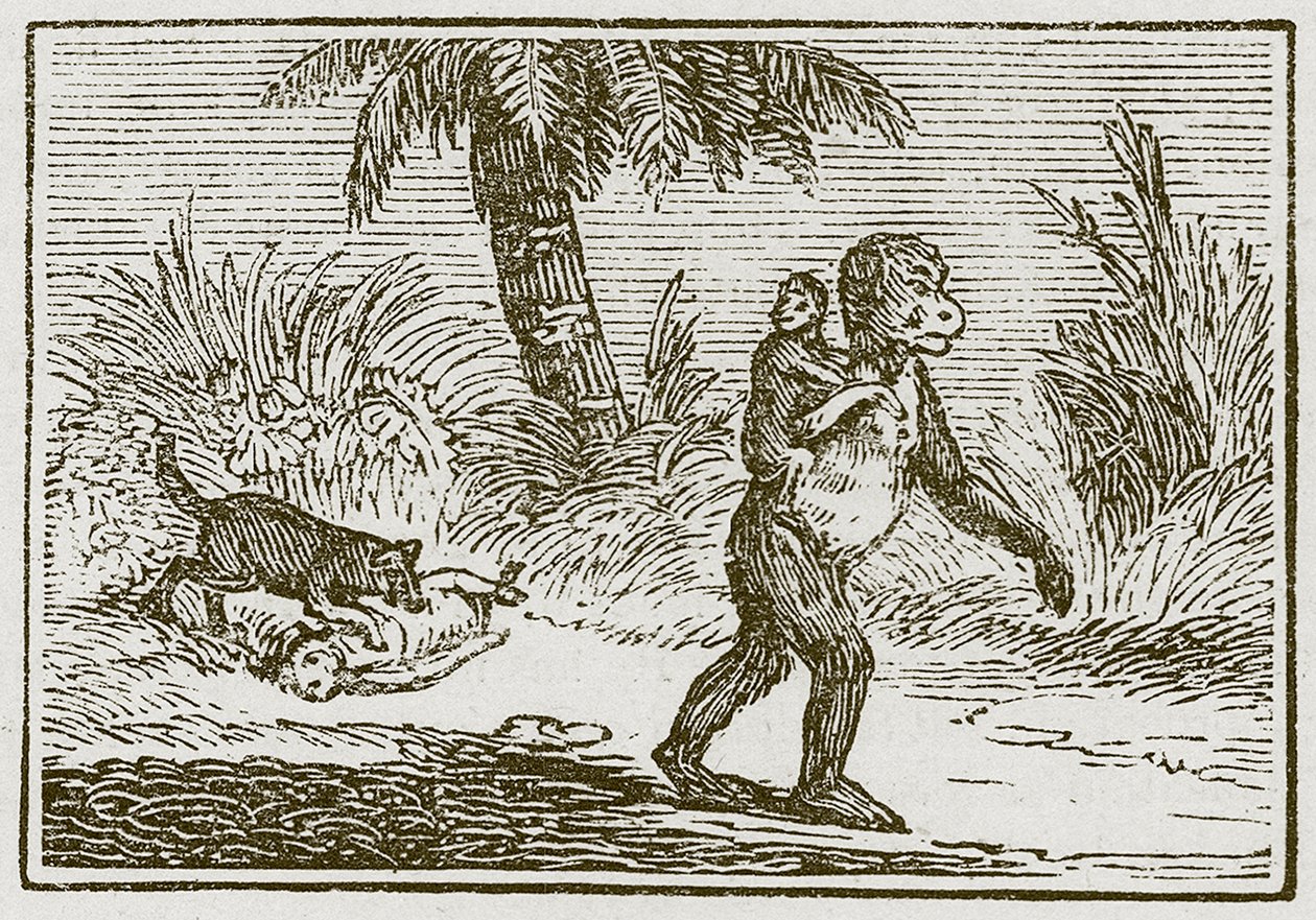 The Ape and Her Two Young Ones by English School