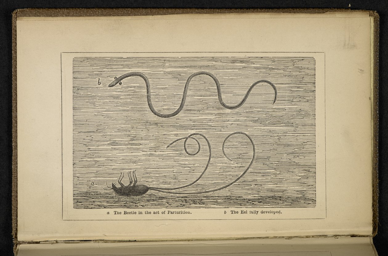 The Beetle in the act of Parturition, Frontispiece to 