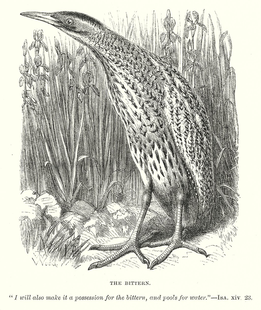 The Bittern (engraving) by English School